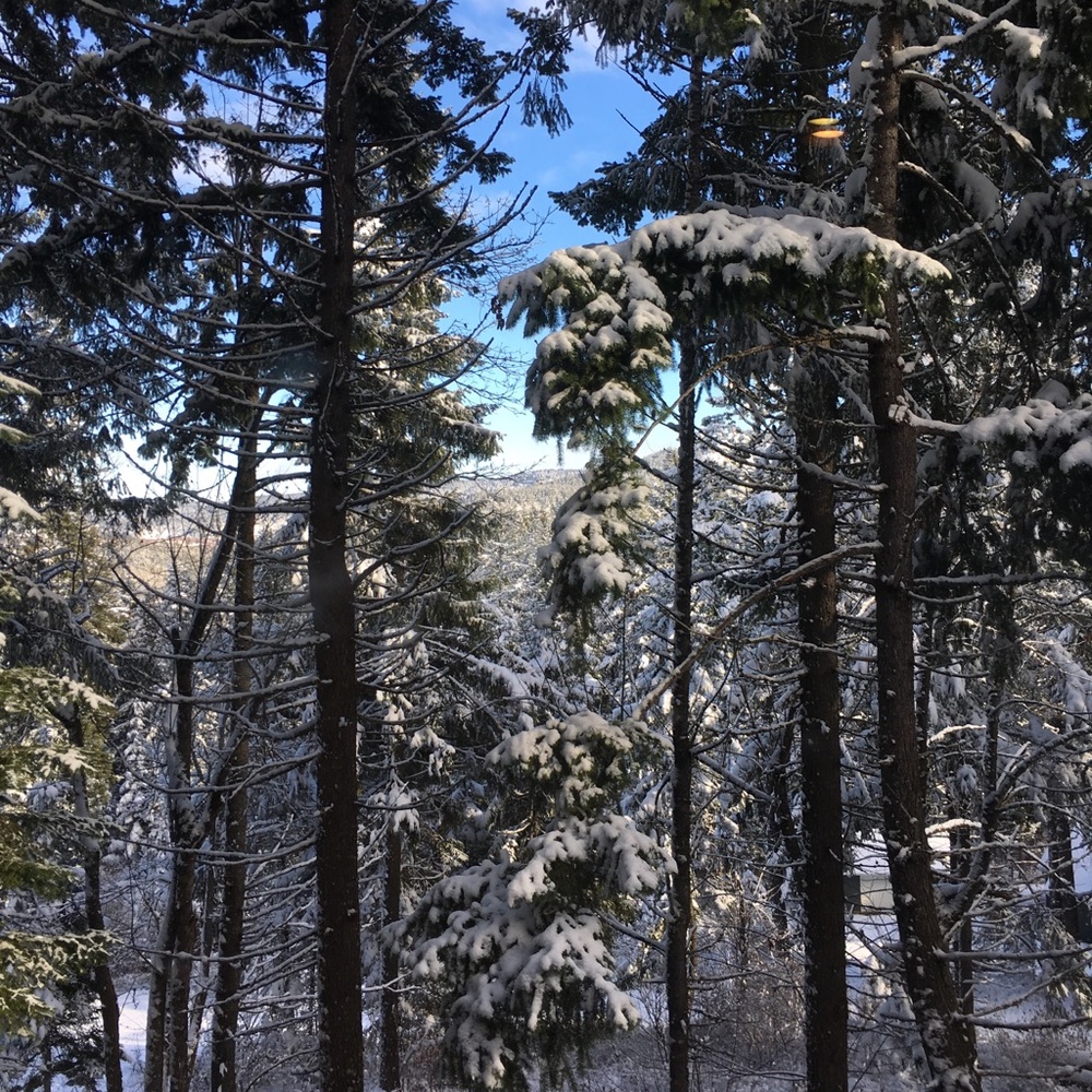 Meet your Posher, Reyna